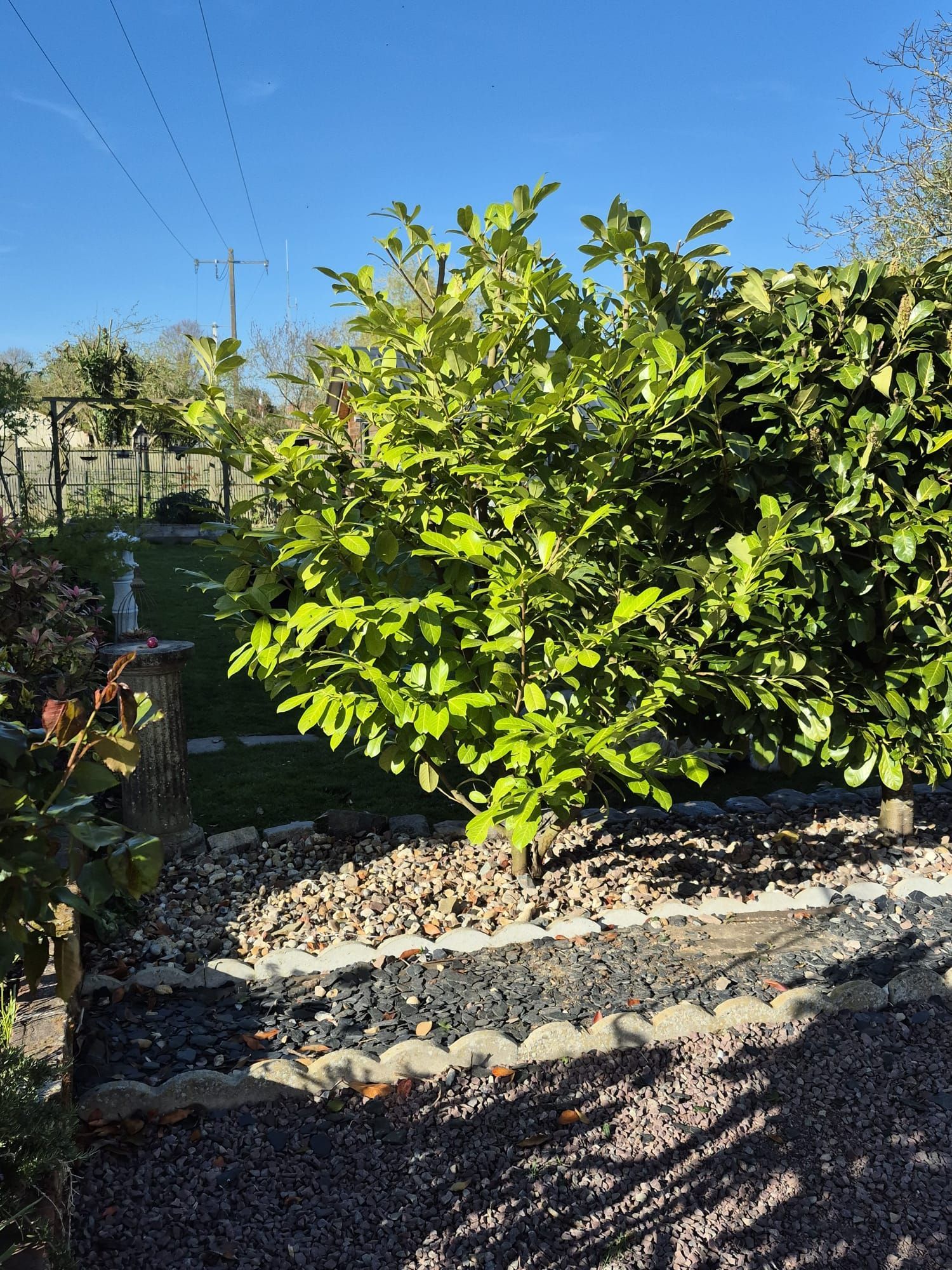 Jardin ensoleillé avec un arbuste vert feuillu près d'un chemin de gravier sous un ciel bleu clair