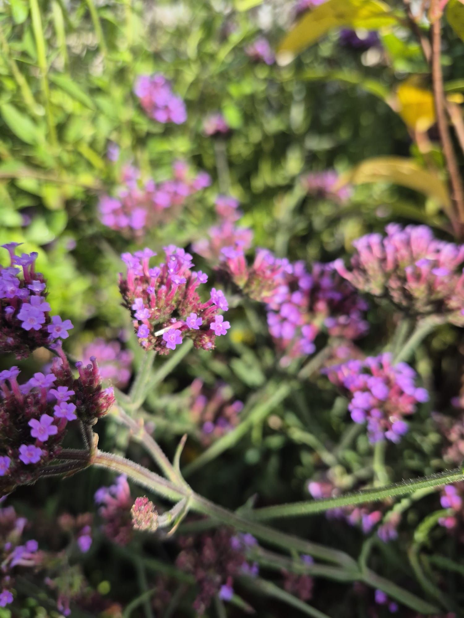 Des fleurs violettes s'épanouissent dans un jardin avec du feuillage vert en arrière-plan.