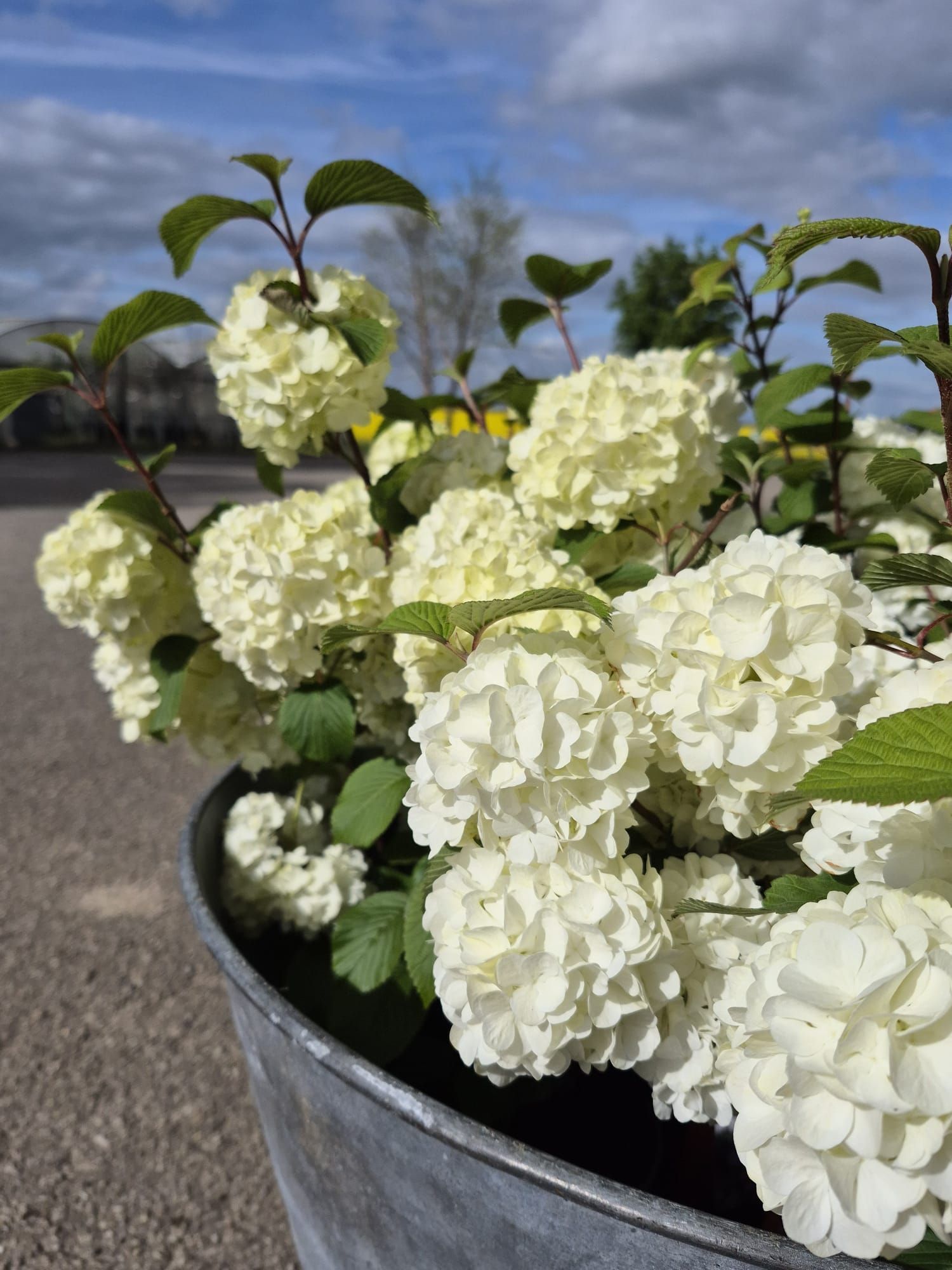Des hortensias blancs en fleurs dans un pot en métal, à l'extérieur, sous un ciel bleu.