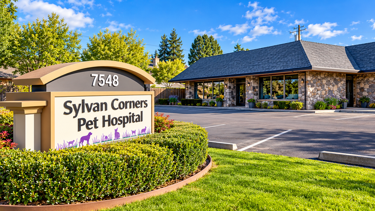 Pet Check Up — Dog With His Owner in Citrus Heights, CA