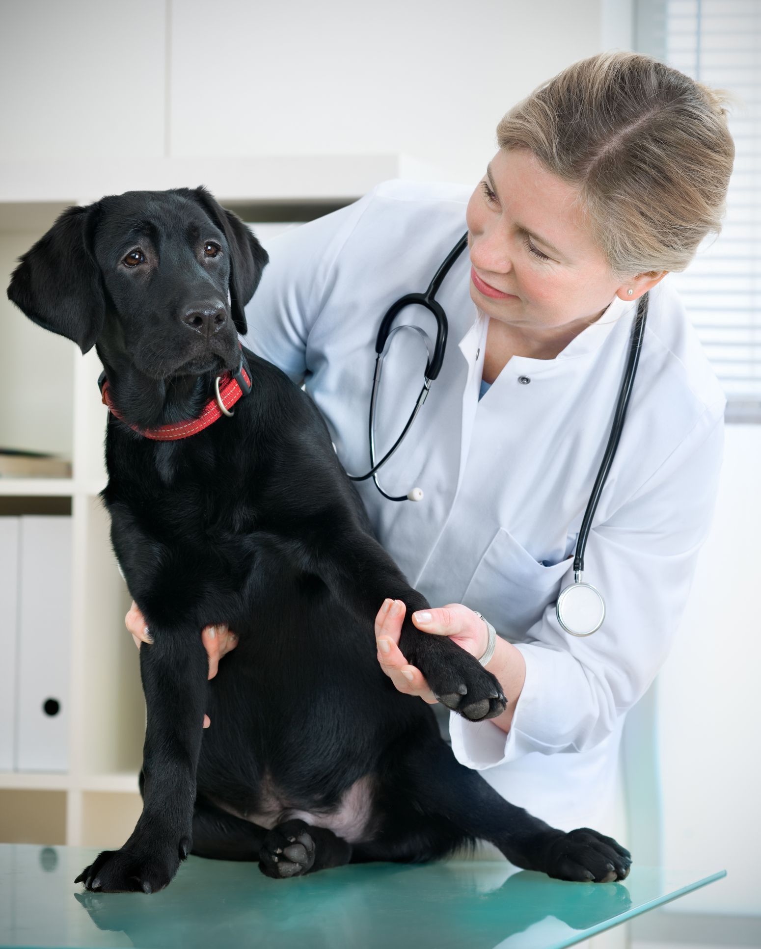 A dedicated vet examines a black Labrador puppy in a veterinarian hospital, ensuring its health with