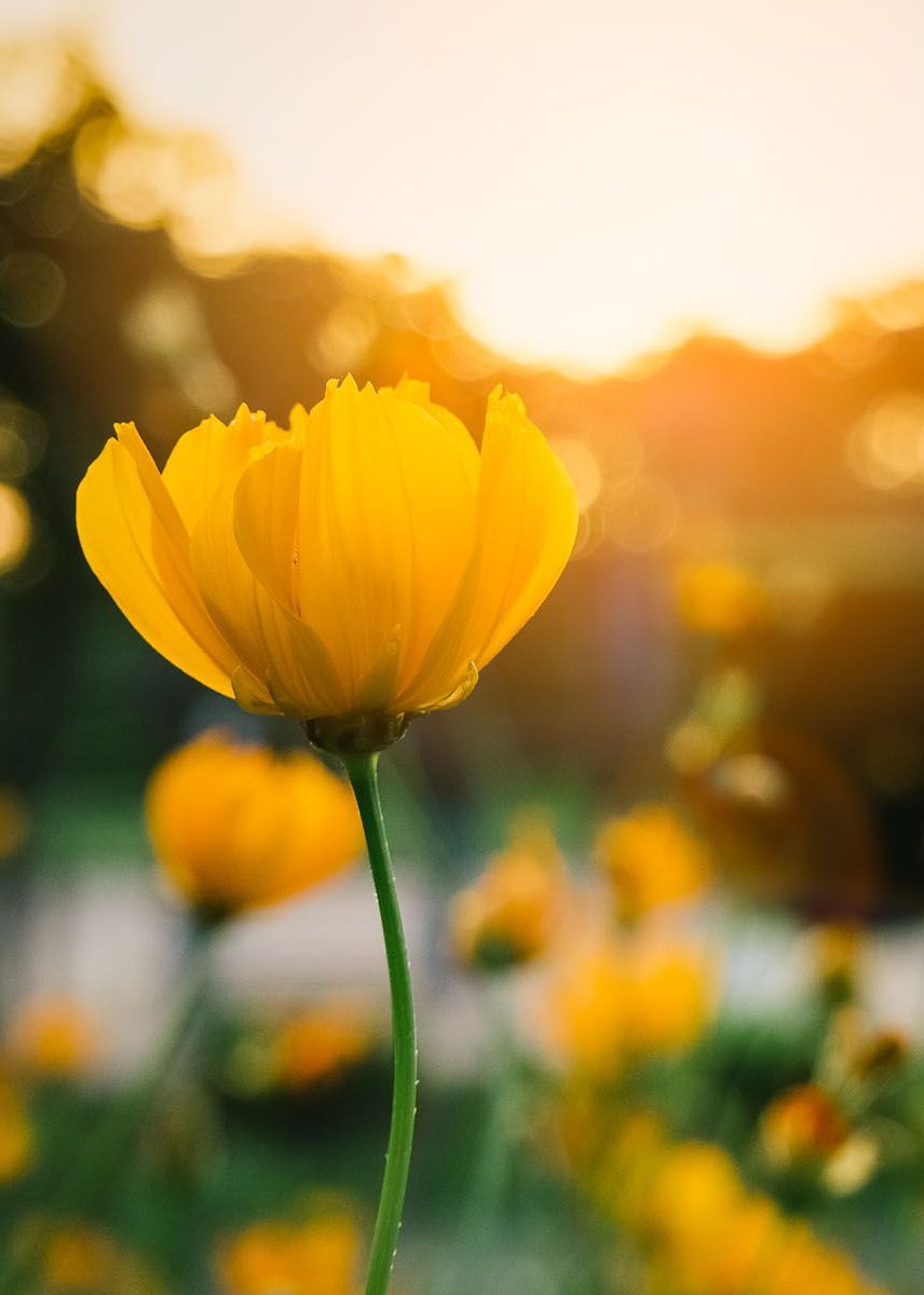 Send Flowers for Funeral Services in Texas 