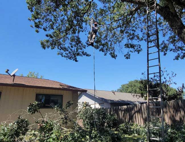 Tree trimming — San Antonio, TX — Robert's Tree Care