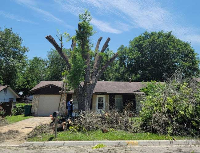 Cutting tree branches — San Antonio, TX — Robert's Tree Care