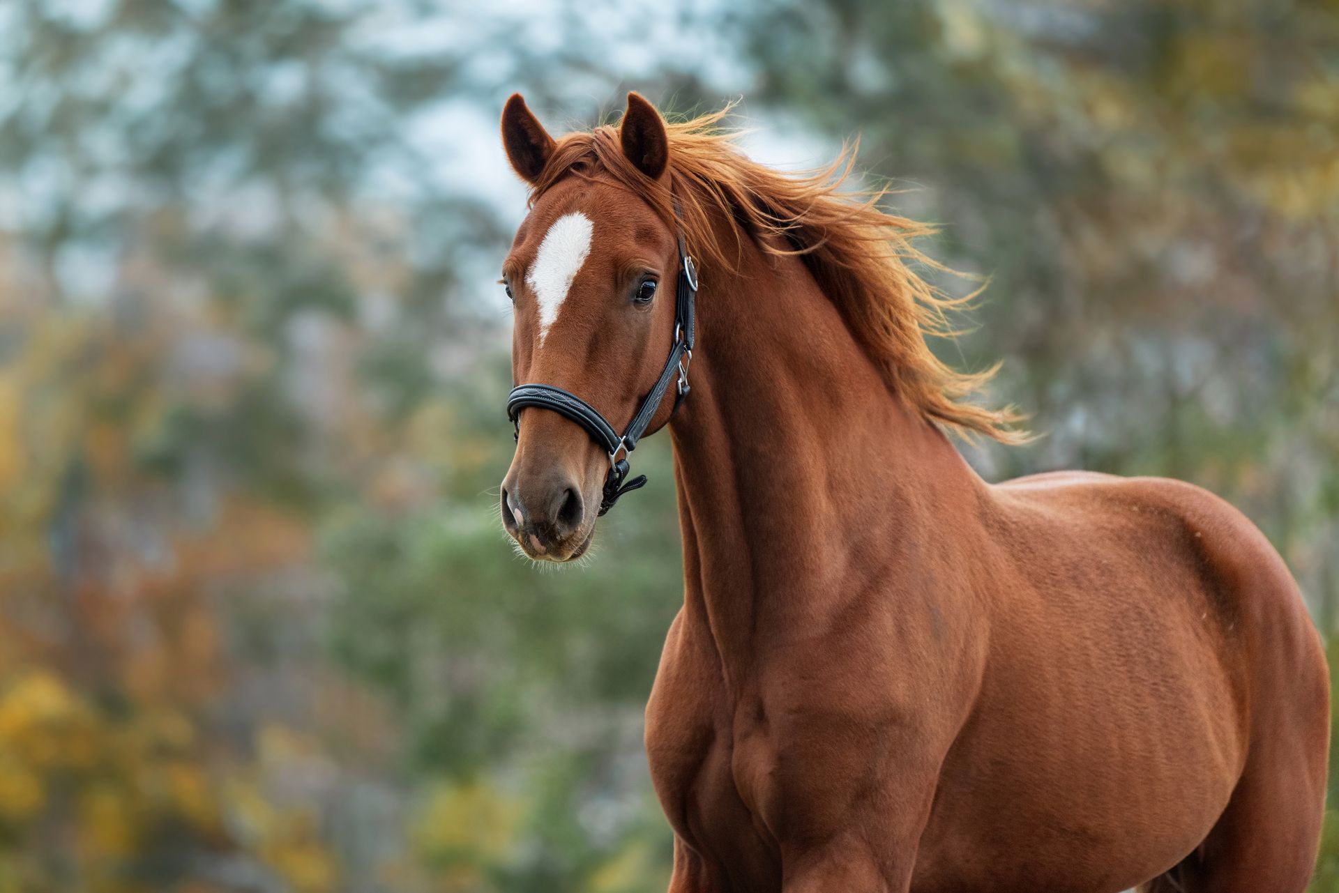 A brown horse.