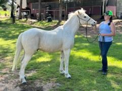 A woman is standing next to a white horse in a field.