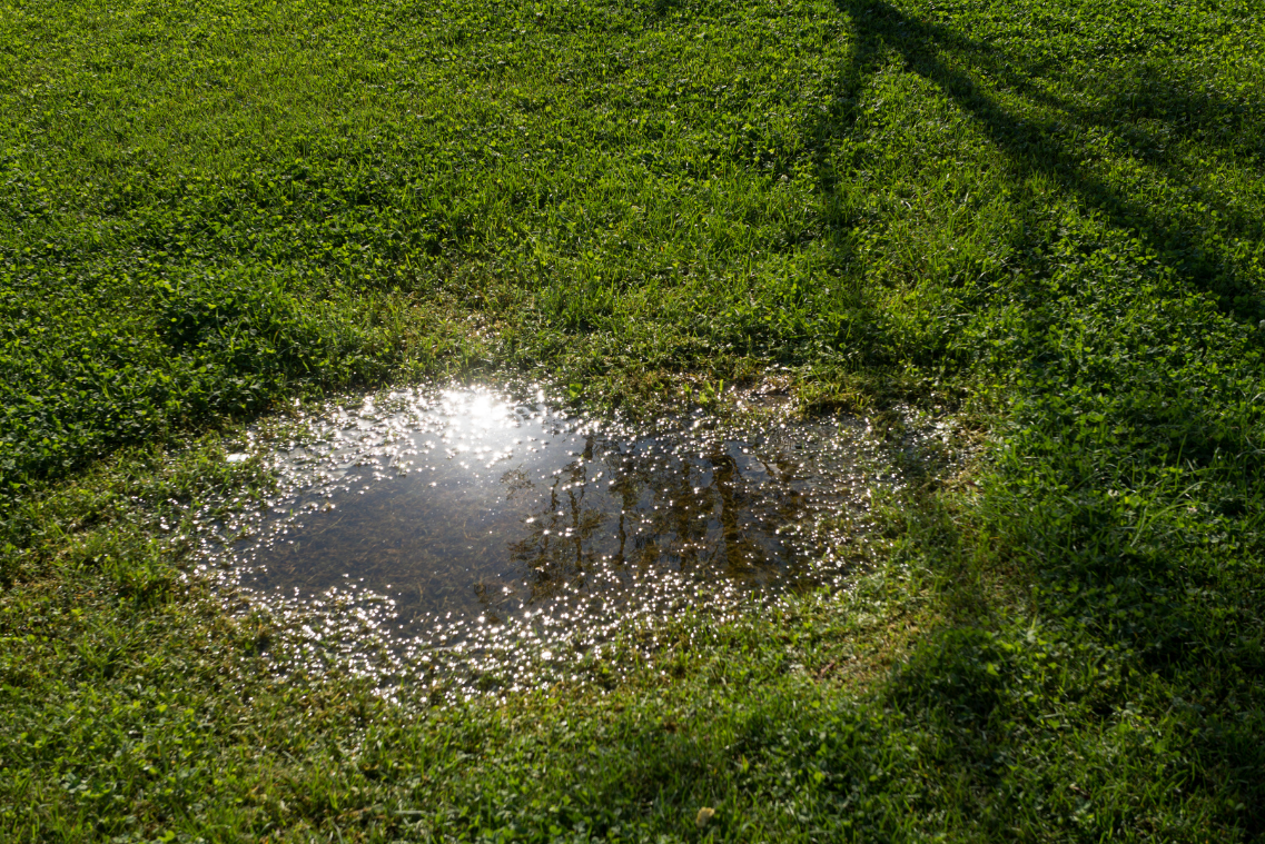 Puddle of water reflecting sunlight on a green grassy lawn.