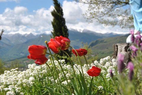 Fiori montagna