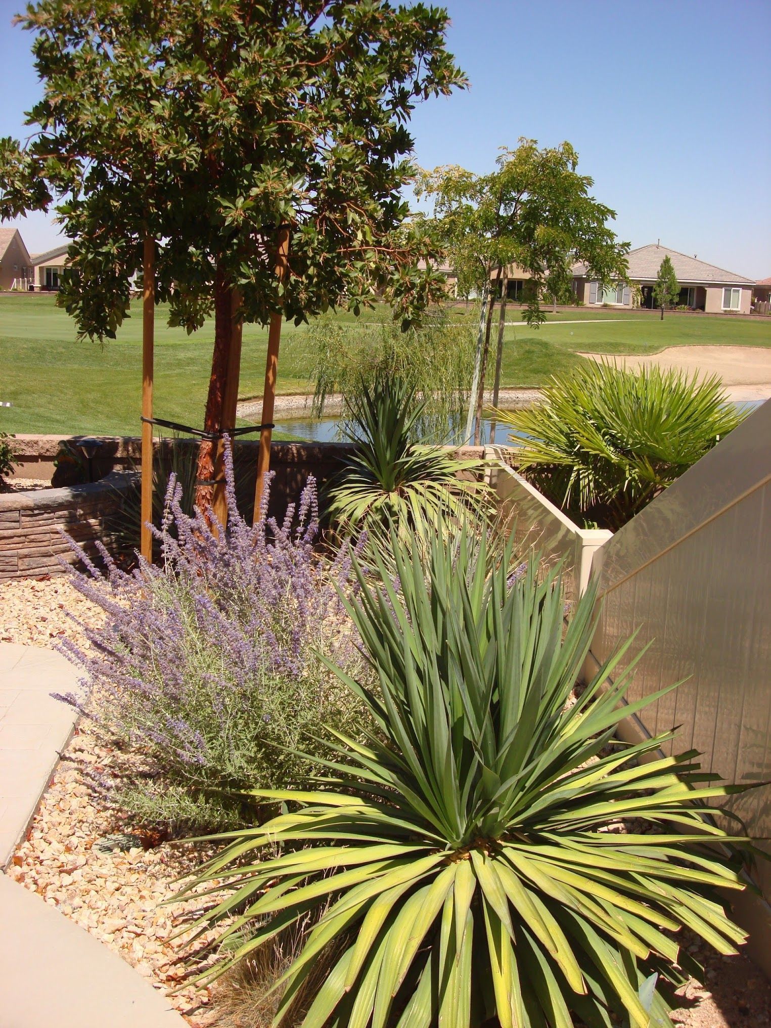 Landscaped garden with lavender, yucca, and trees near a waterway and golf course on a sunny day.