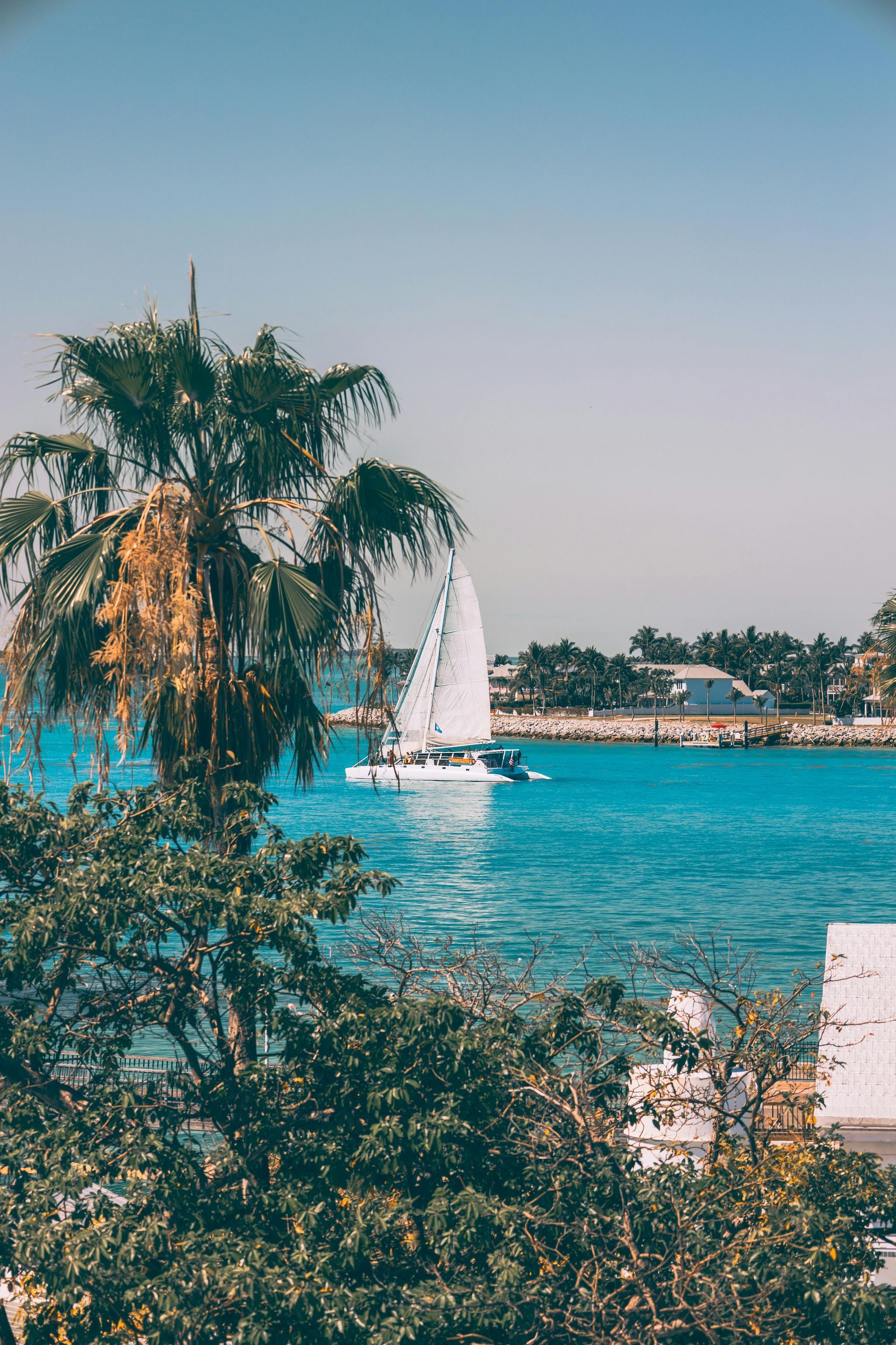 White sailboat on turquoise water beside a palm tree under a clear blue sky