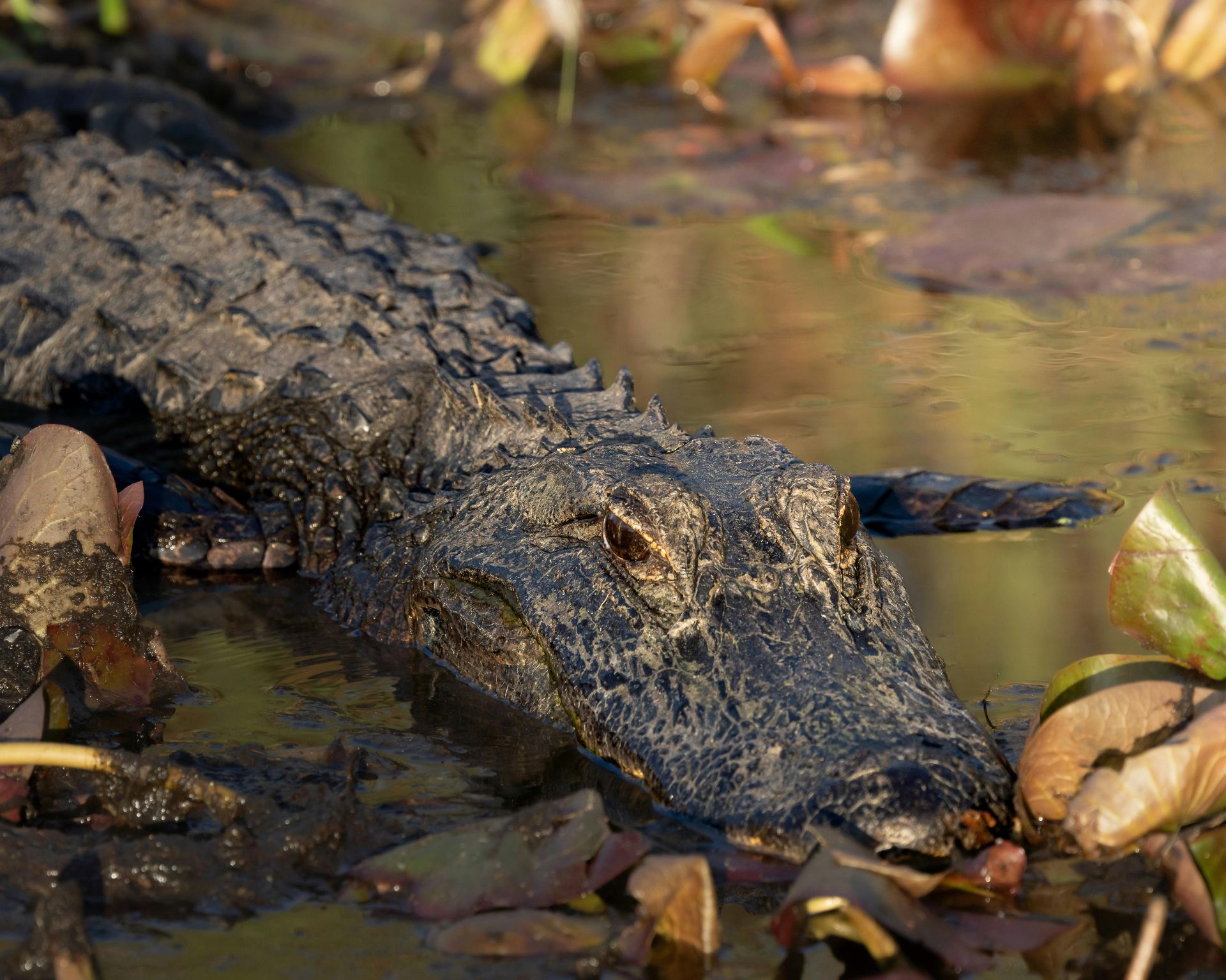 Alligator resting in shallow water among rocks and leaves