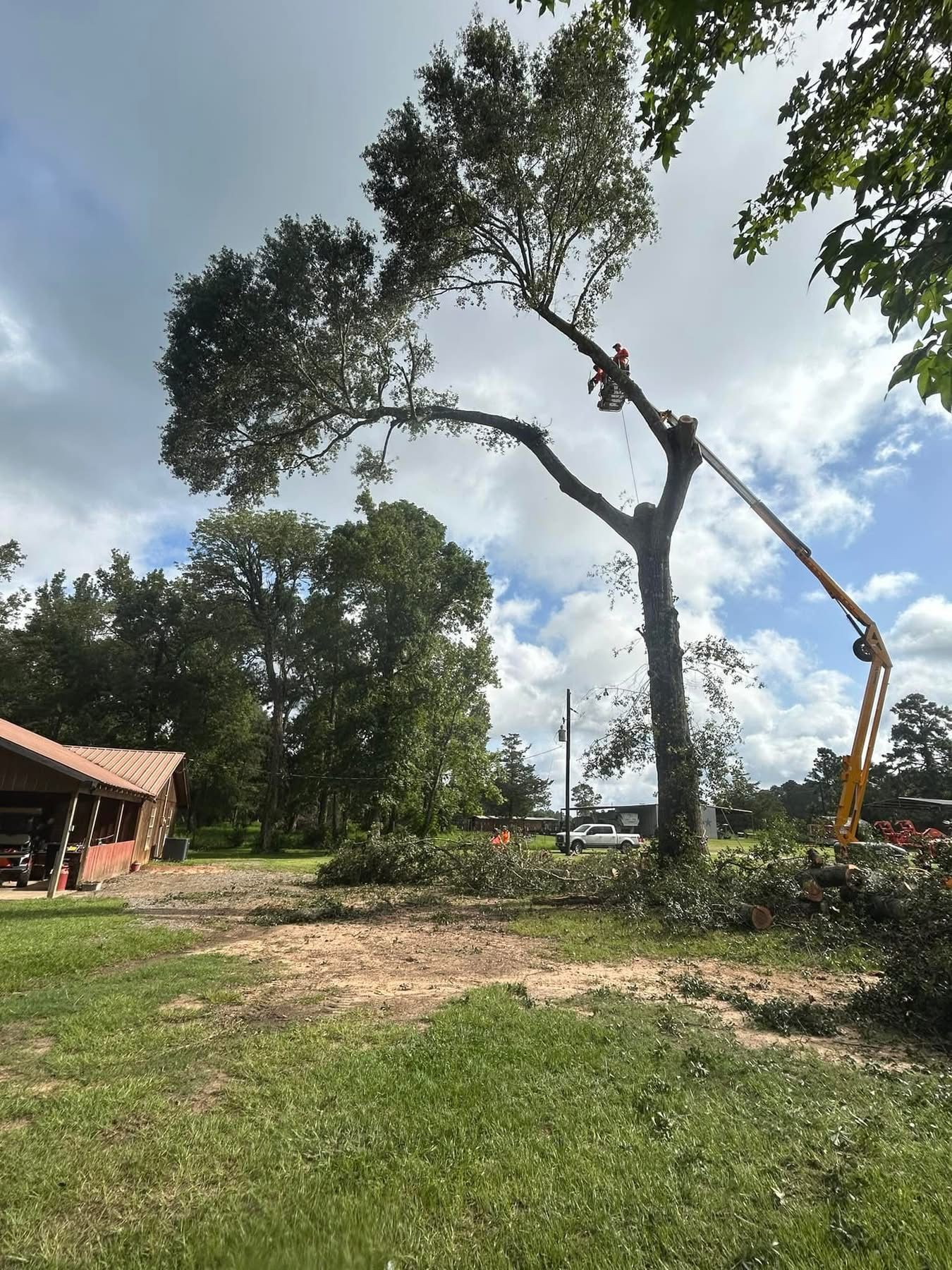 A tree is being cut down by a crane in a yard.