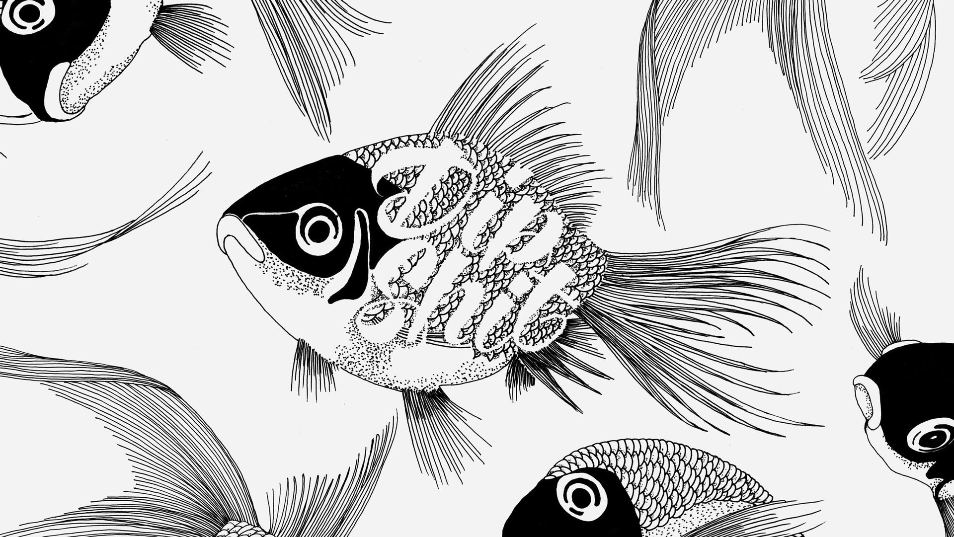 Illustrating hand lettering design with the message 'dip shit' and six gold fishes.