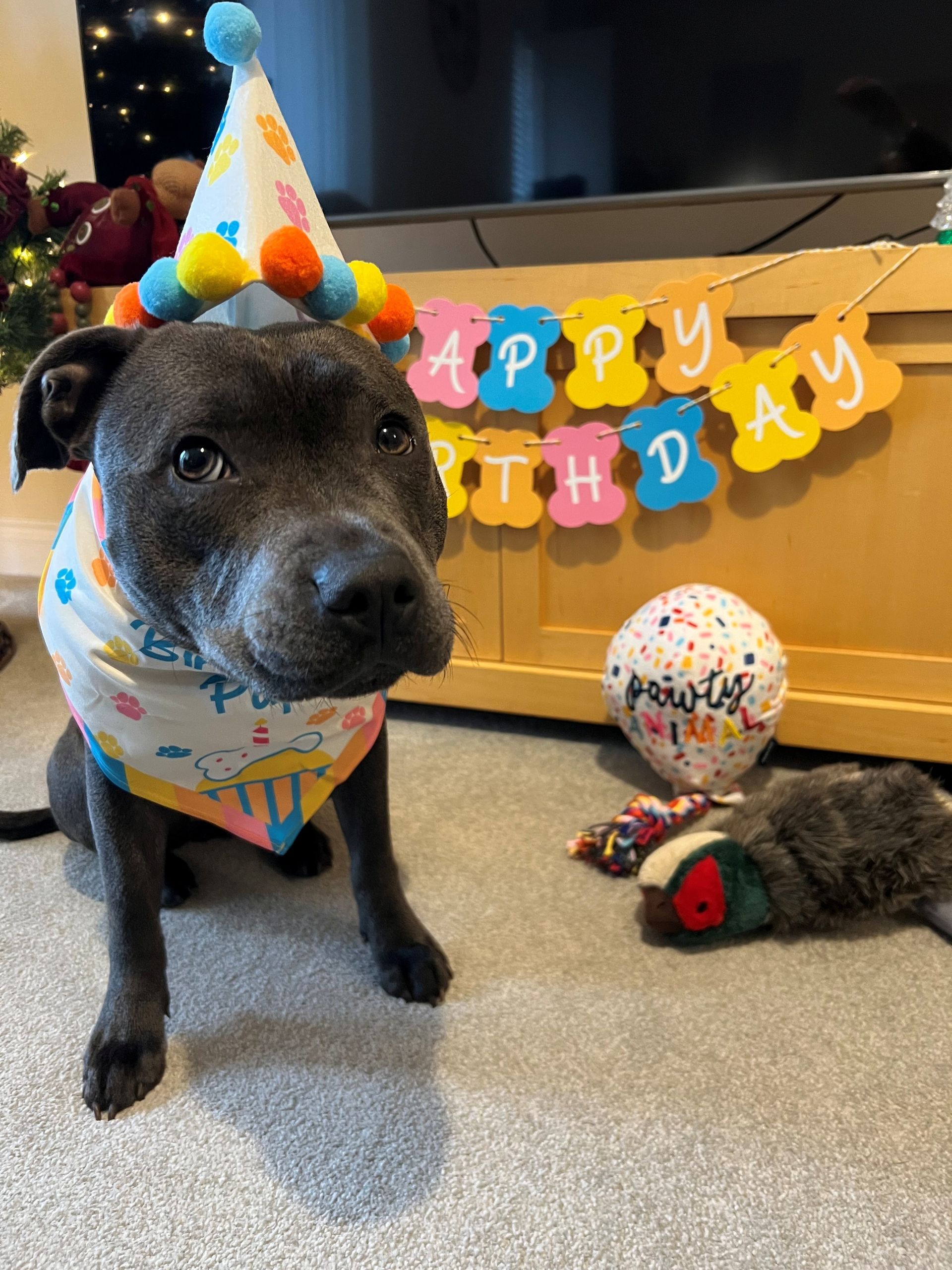 Dog wearing a party hat, bandana, and