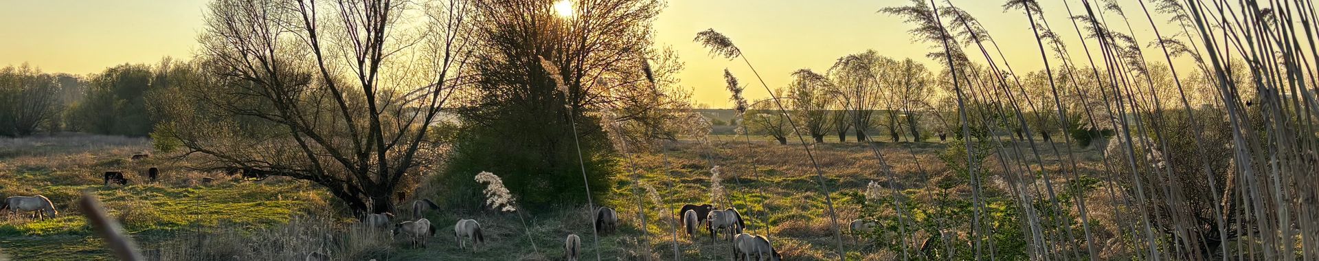 Paarden in zpn