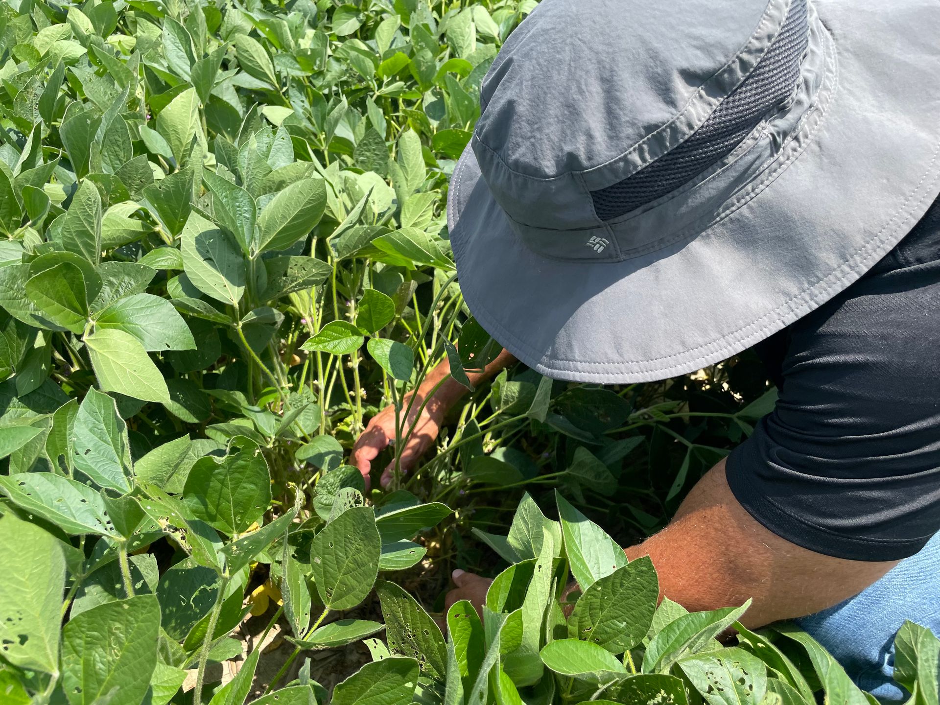 Xyway Xyway® LFR: Season-Long Disease Protection