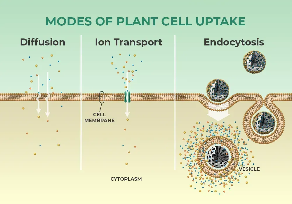 Diagram showing three modes of plant cell uptake: diffusion, ion transport, and endocytosis across the cell membrane.