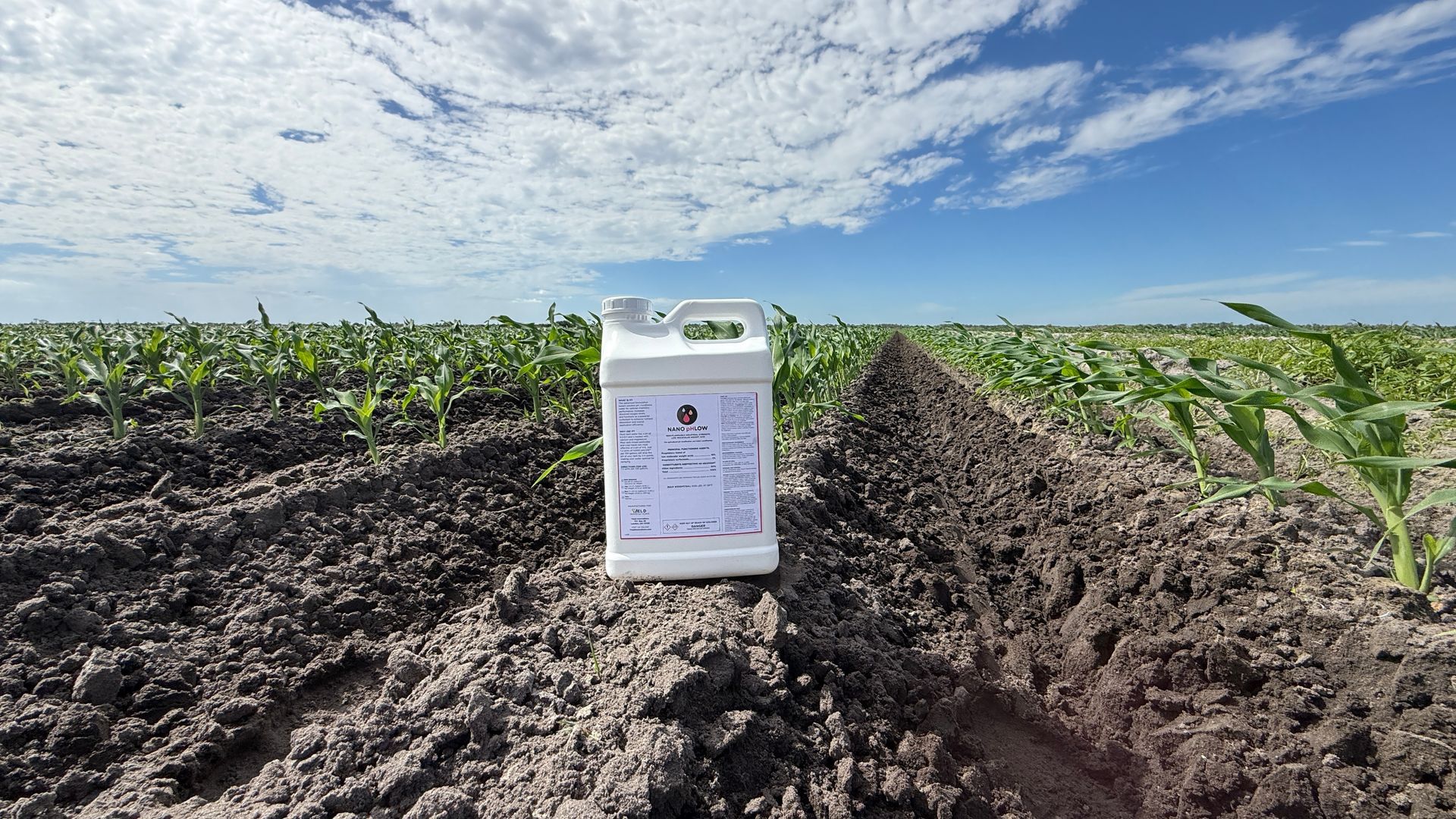 Examining soybean plants in a field