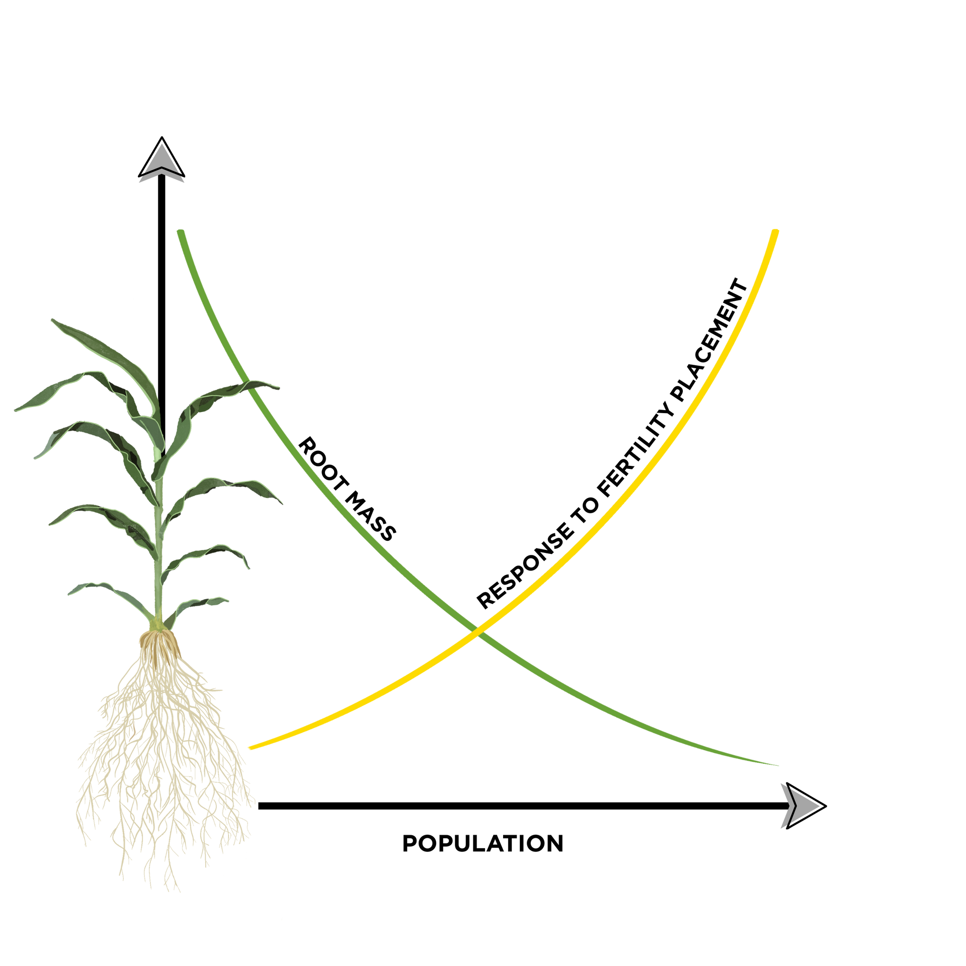 Diagram showing relationship between plant root mass and response to fertilizer placement