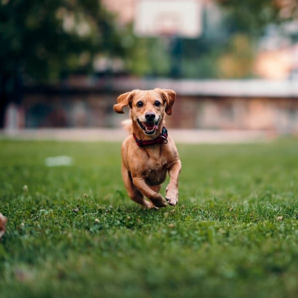 A happy, light-brown dog with floppy ears runs toward the camera across a lush green grassy park at The Heights at McArthur ParkApartments inFayetteville,NC.
