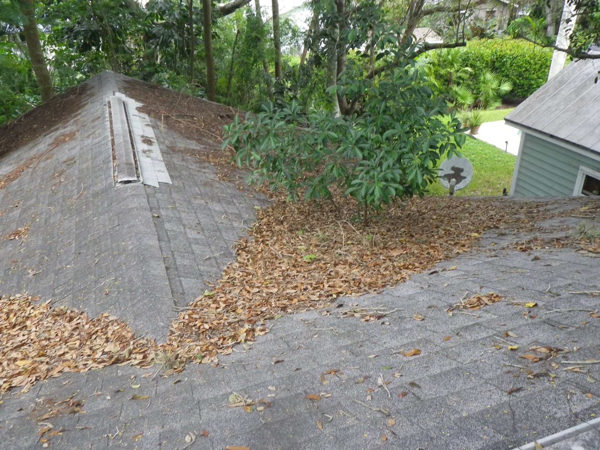 A roof with a lot of leaves on it