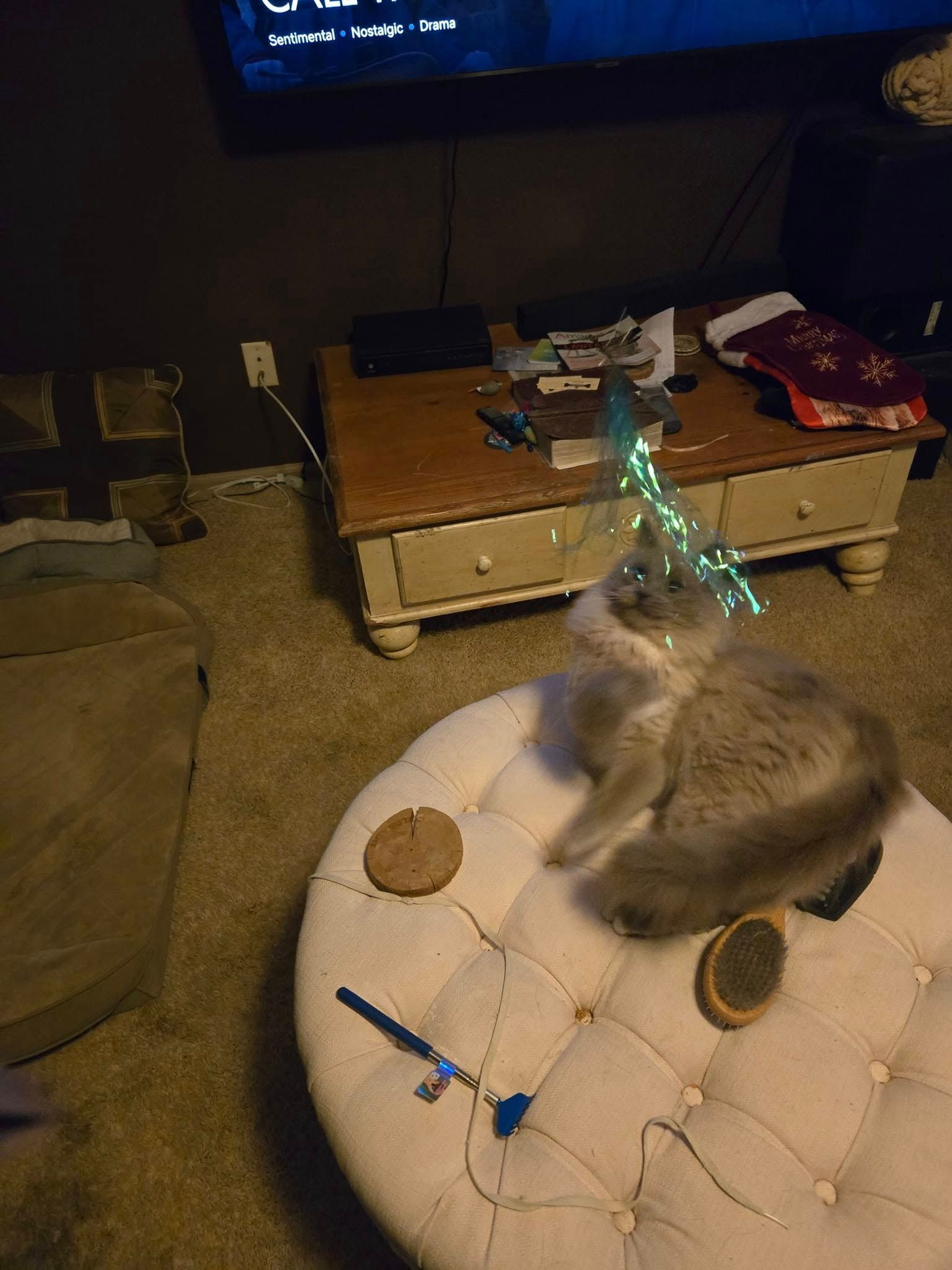 Gray cat wearing a small, lit Christmas tree on its head, sitting on an ottoman.