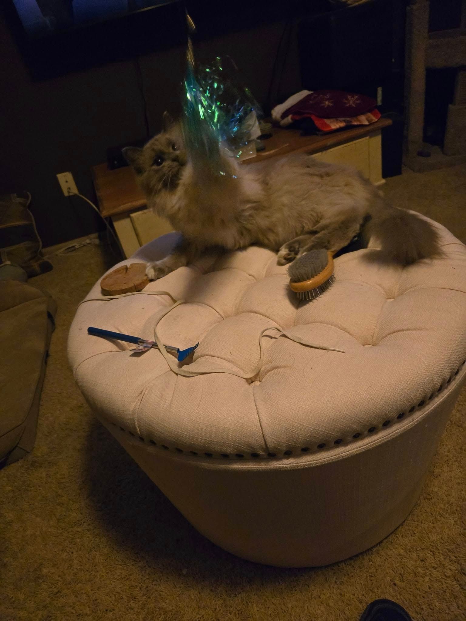 Cat on a white button-tufted ottoman, batting at a sparkly toy. Brown floor.