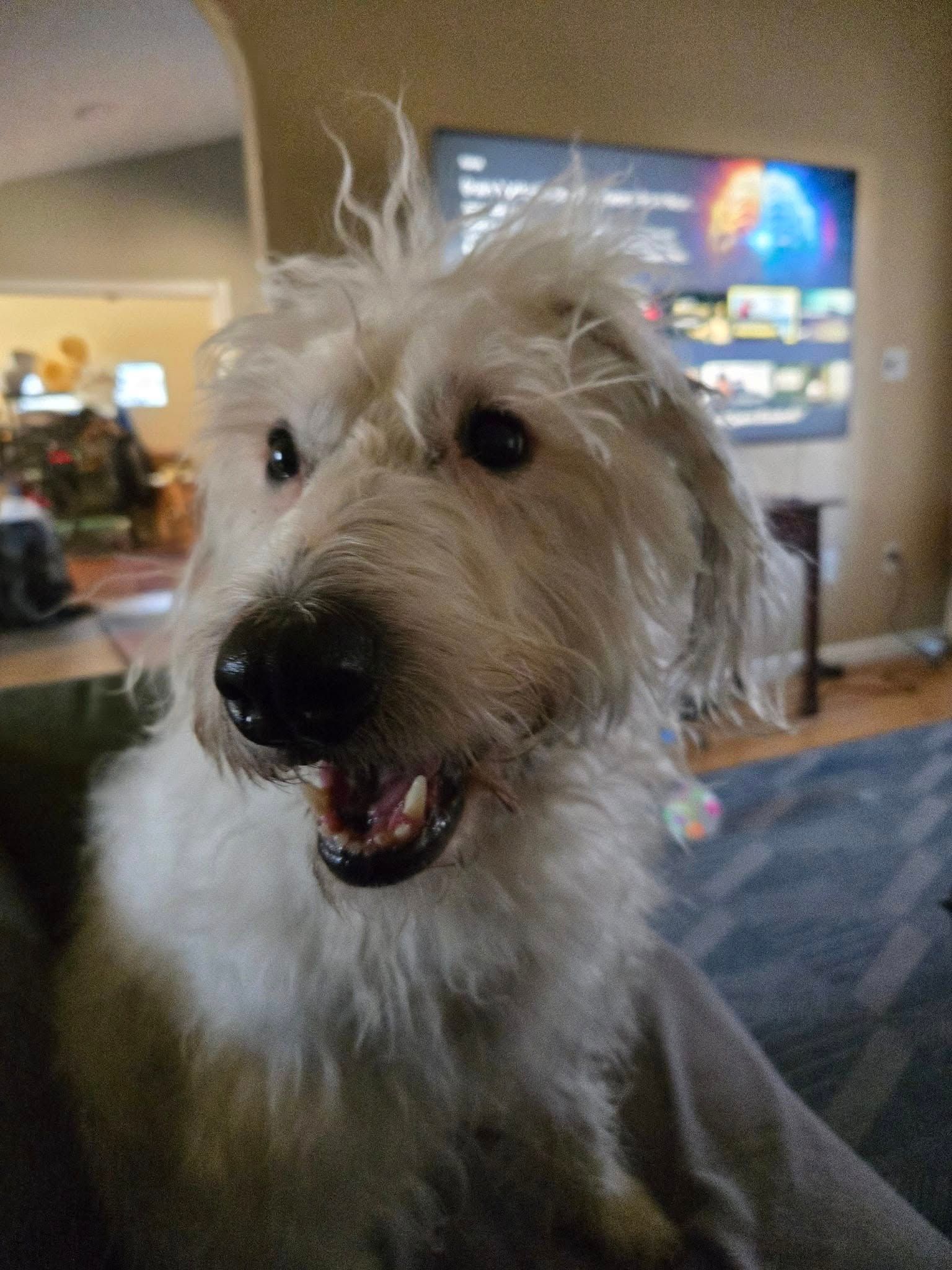 Smiling, light-colored dog with shaggy fur. Indoors, looking towards the left. Black nose, visible teeth.