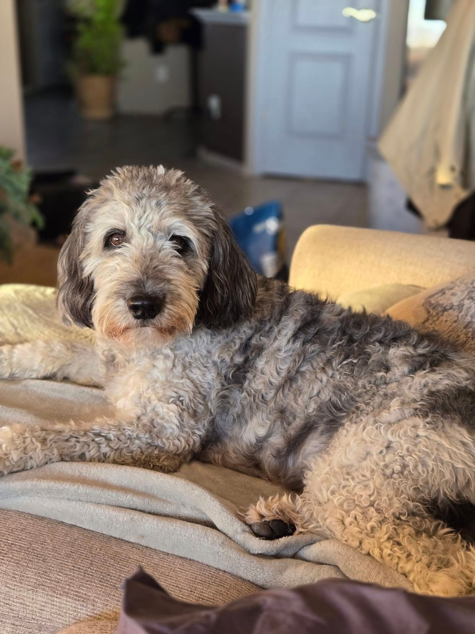 Dog with silver and gray fur lounges on a tan couch, looking at the camera.