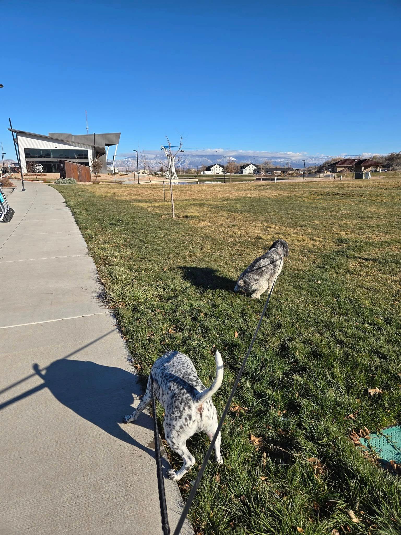 Two spotted dogs on a leash in a grassy field with a building and mountains in the background. Bright blue sky.