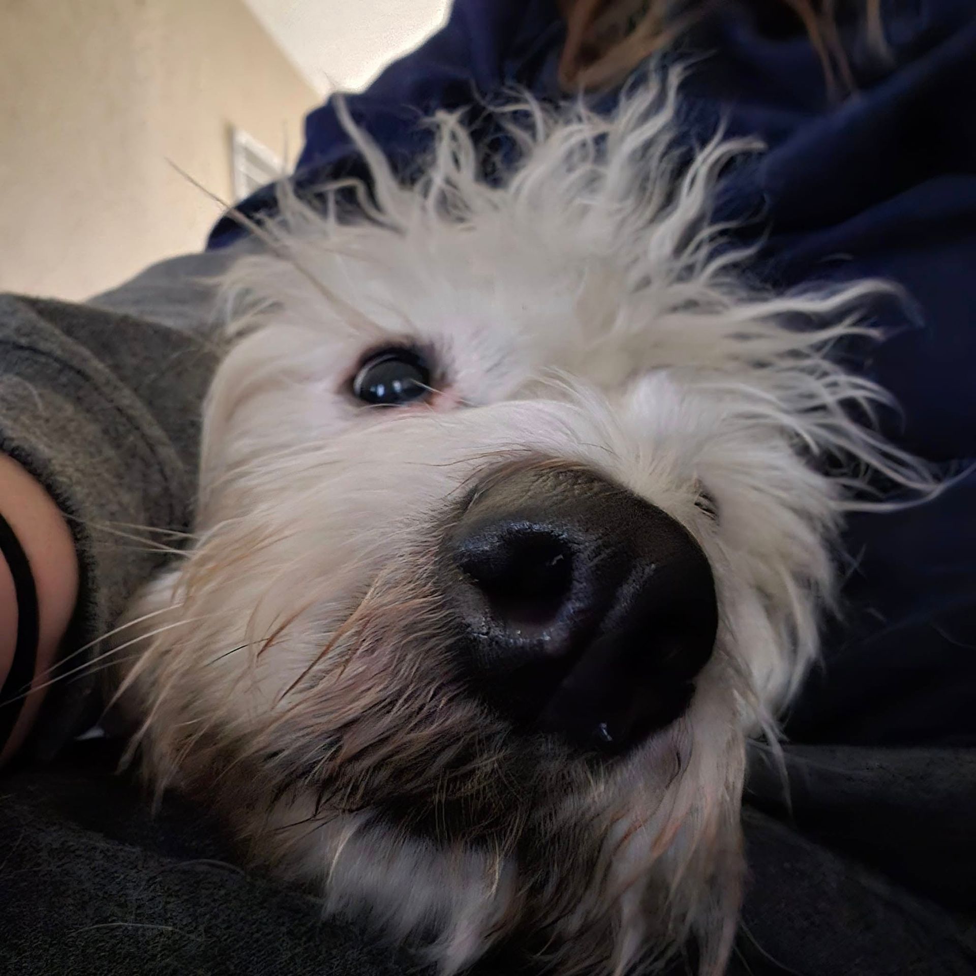 White dog with shaggy fur, black nose, resting on a person's lap, looking at the camera.