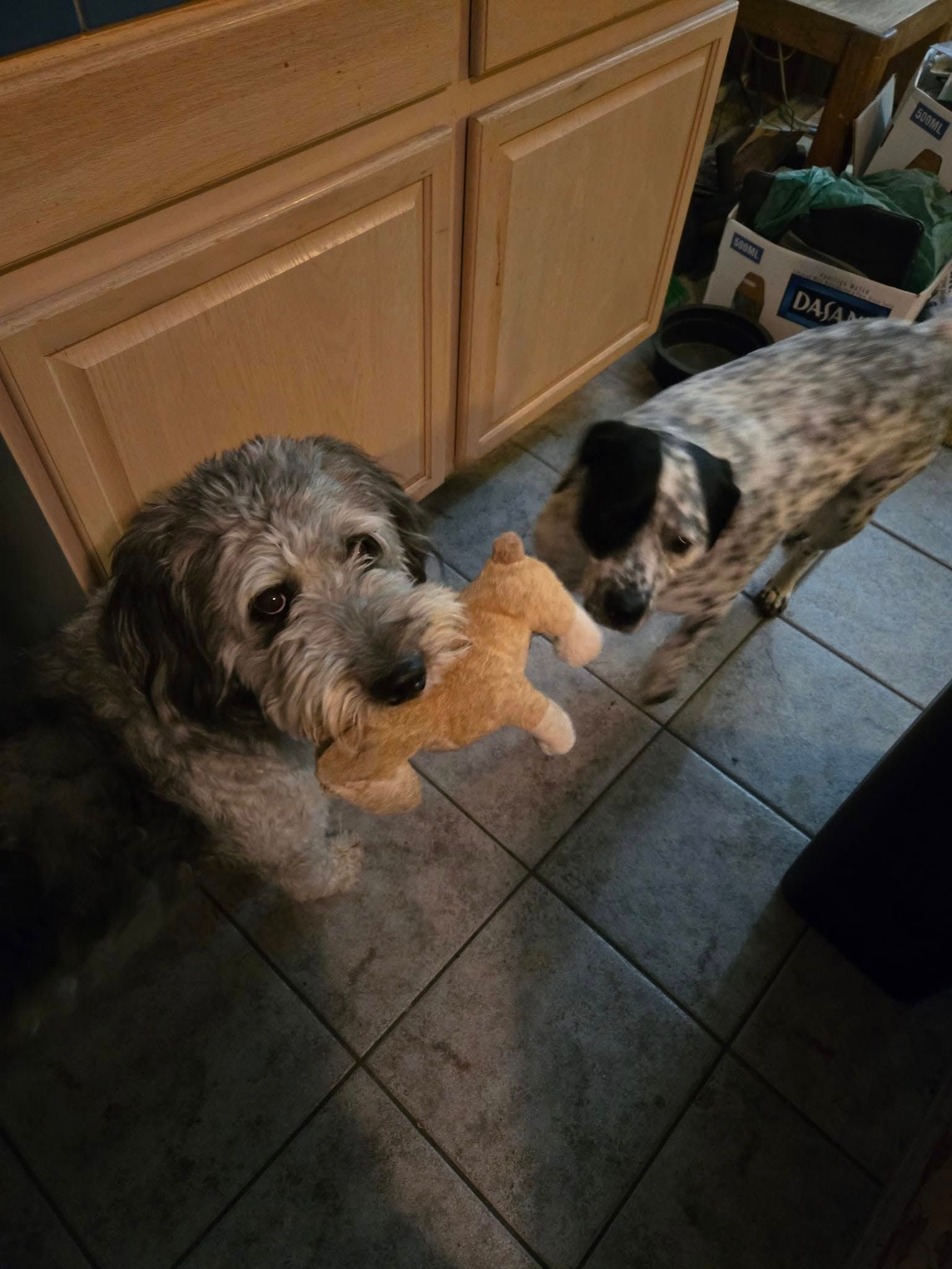 Two dogs, one gray with toy, one spotted, near cabinets.