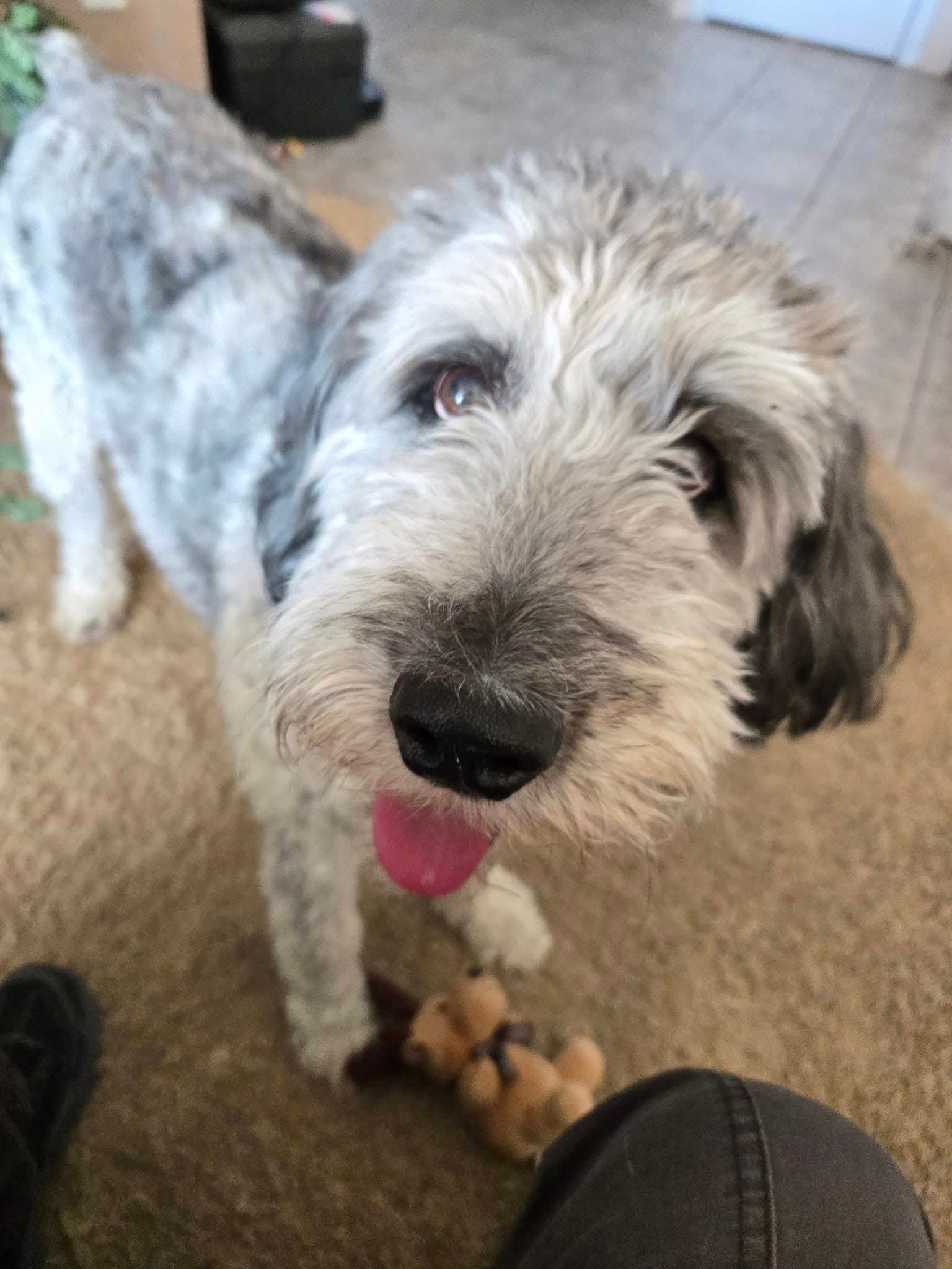 Fluffy grey and white dog looking up, tongue out, toy in mouth, indoors.
