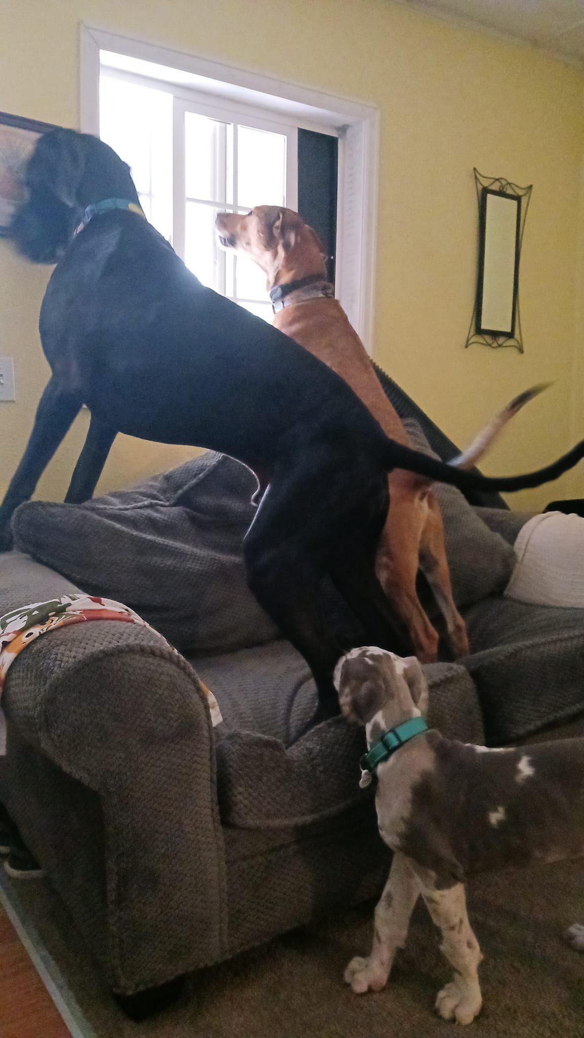 Four dogs, one large black dog and a brown dog looking out the window, another standing by the couch.