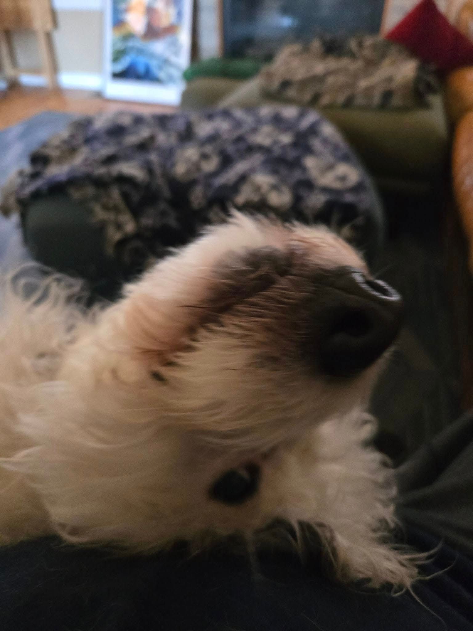 White dog lying on its back, head tilted up. Black nose and open mouth visible.
