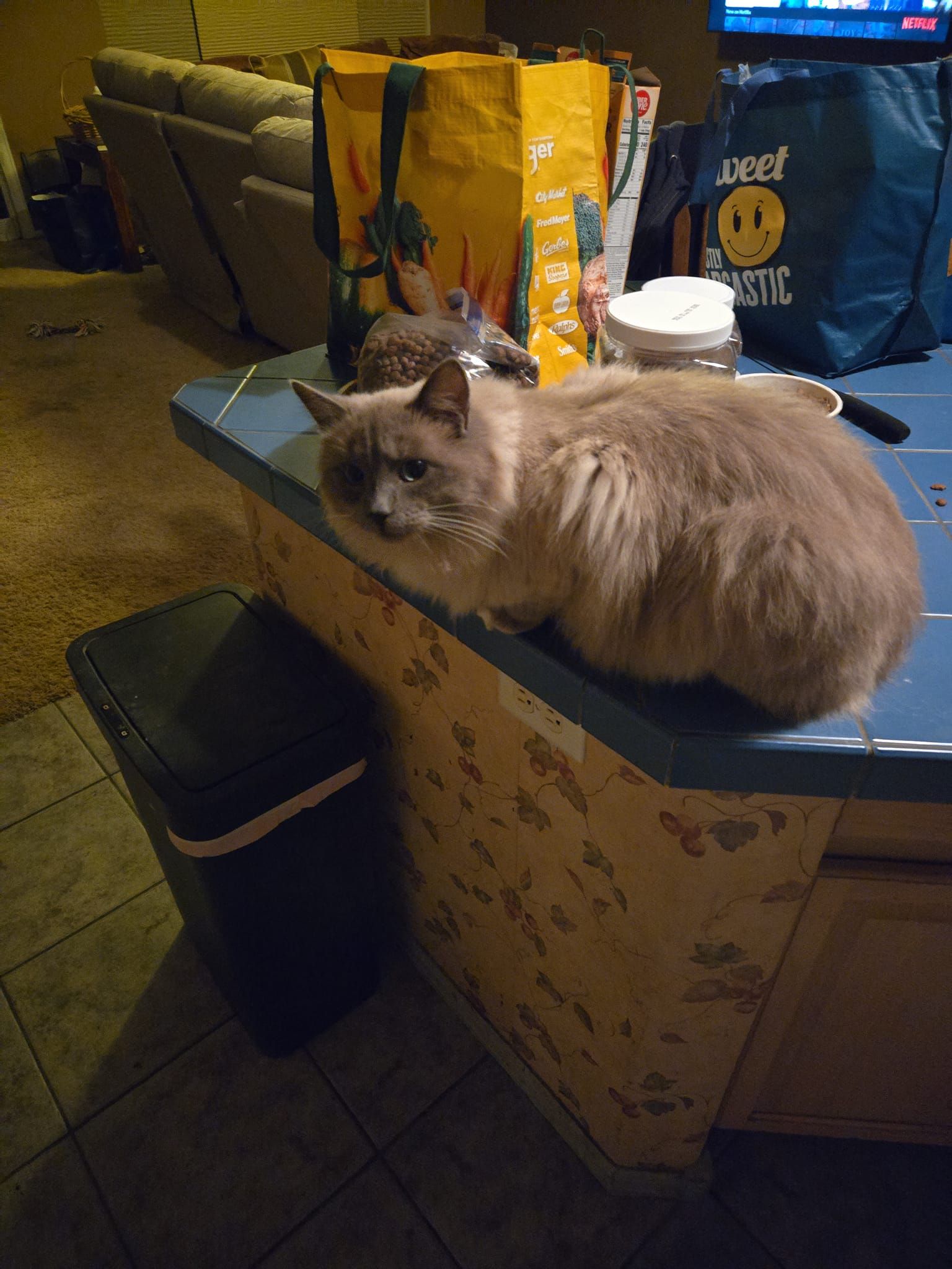 Fluffy gray cat resting on a countertop, next to a trash can. Bags and jars are in the background.