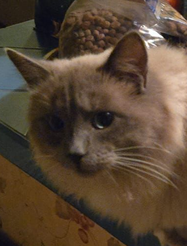 Cat with blue-gray fur and intense gaze, seated indoors; cat food in background.