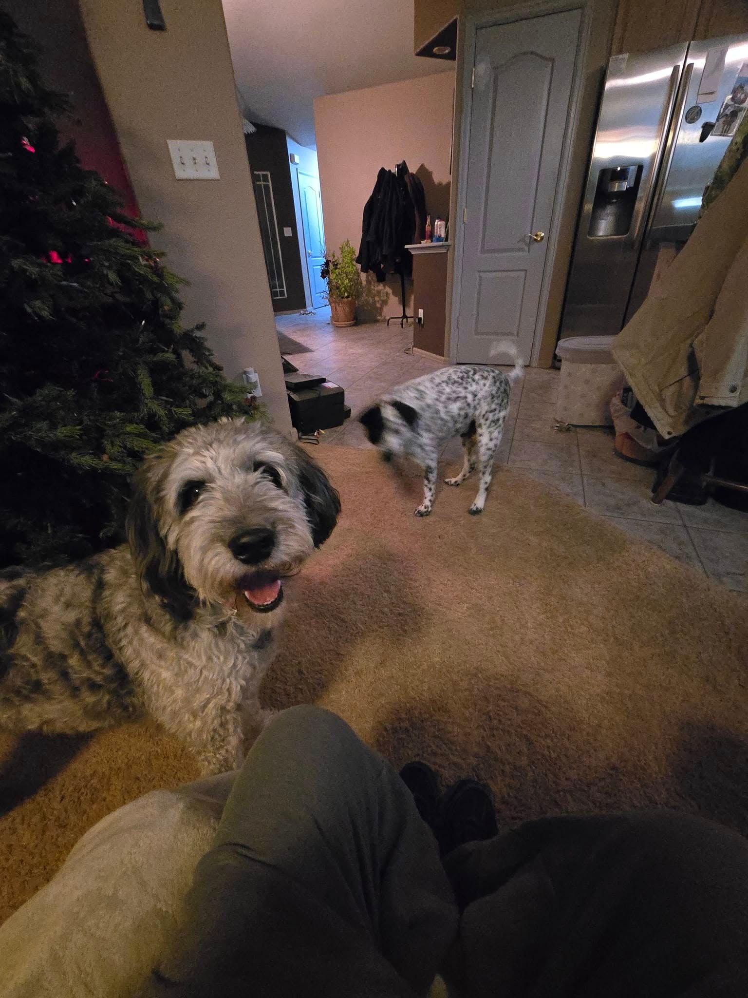 Two dogs indoors, one gray smiling at the camera, the other spotted, looking down. Christmas tree in background.