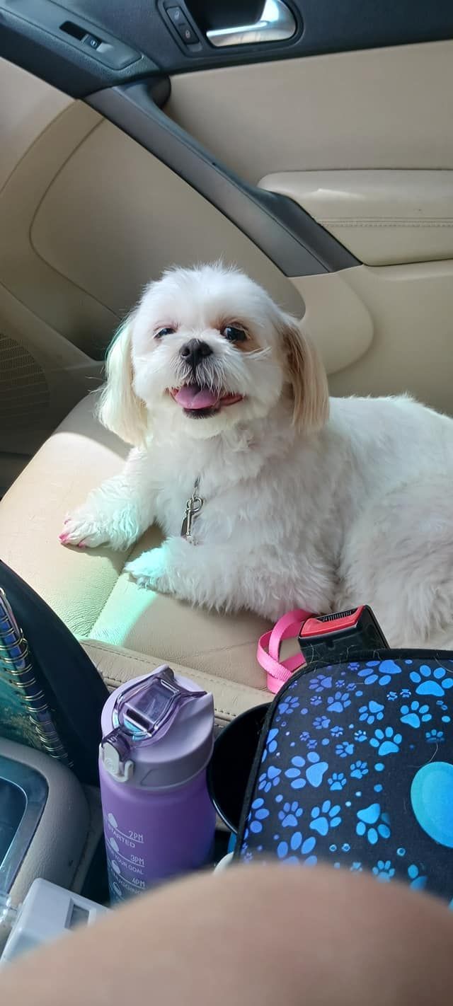 White dog with light brown ears in a car, sitting on a seat, pink tongue out.