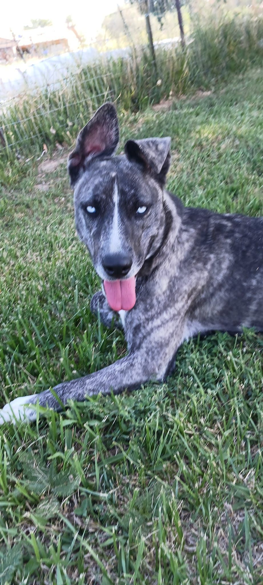 Dog with brindle fur and blue eyes, panting on grass. One ear is perked up.