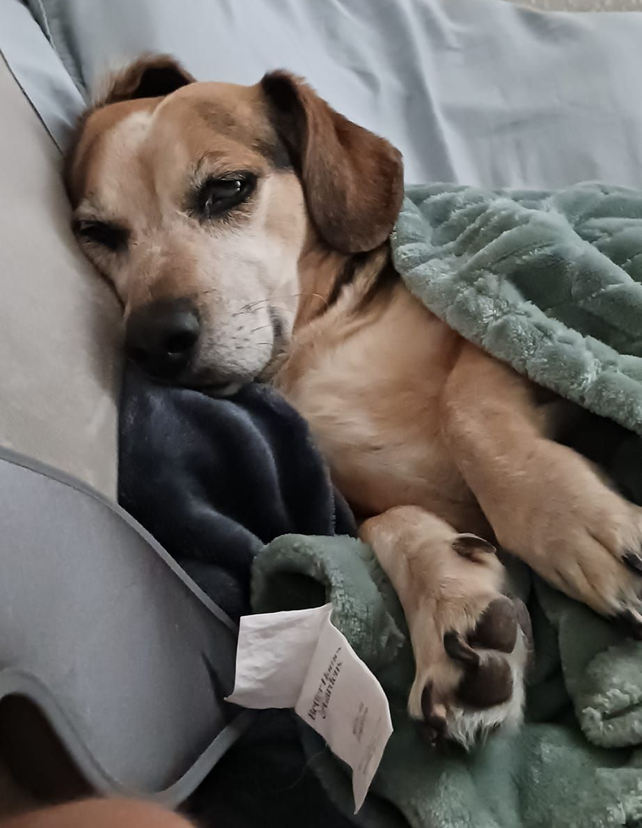 Dog with black and white markings reclines on a gray couch, other dog in background.