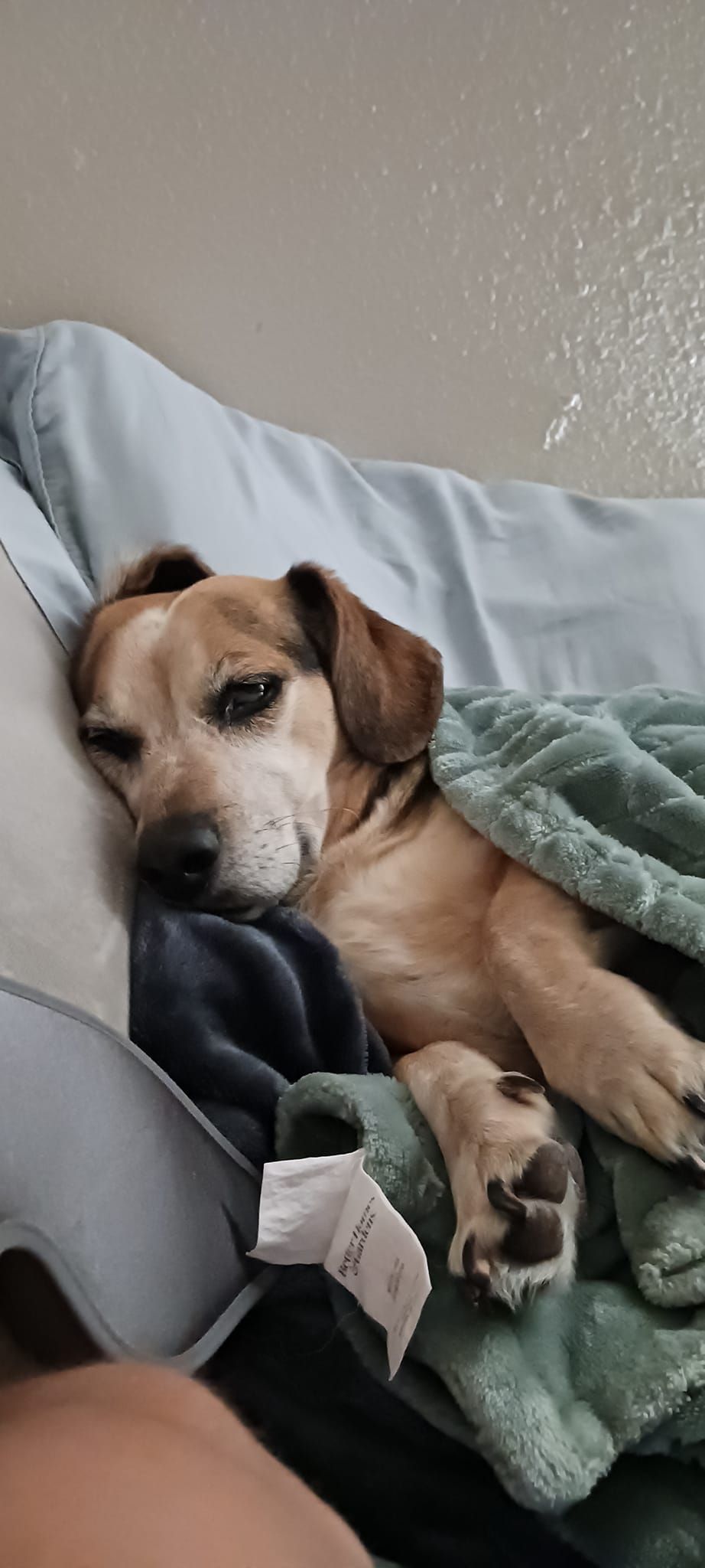 A brown dog nestled under a blanket on a couch, looking sleepy.