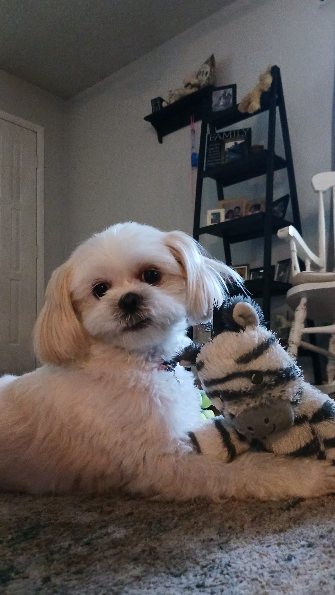 White dog lying down, holding a striped toy, looking at the camera indoors.