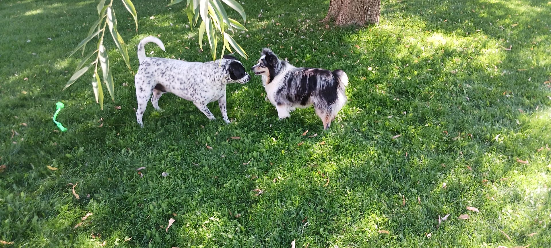 Two dogs face each other on a grassy lawn; one spotted, the other blue merle.