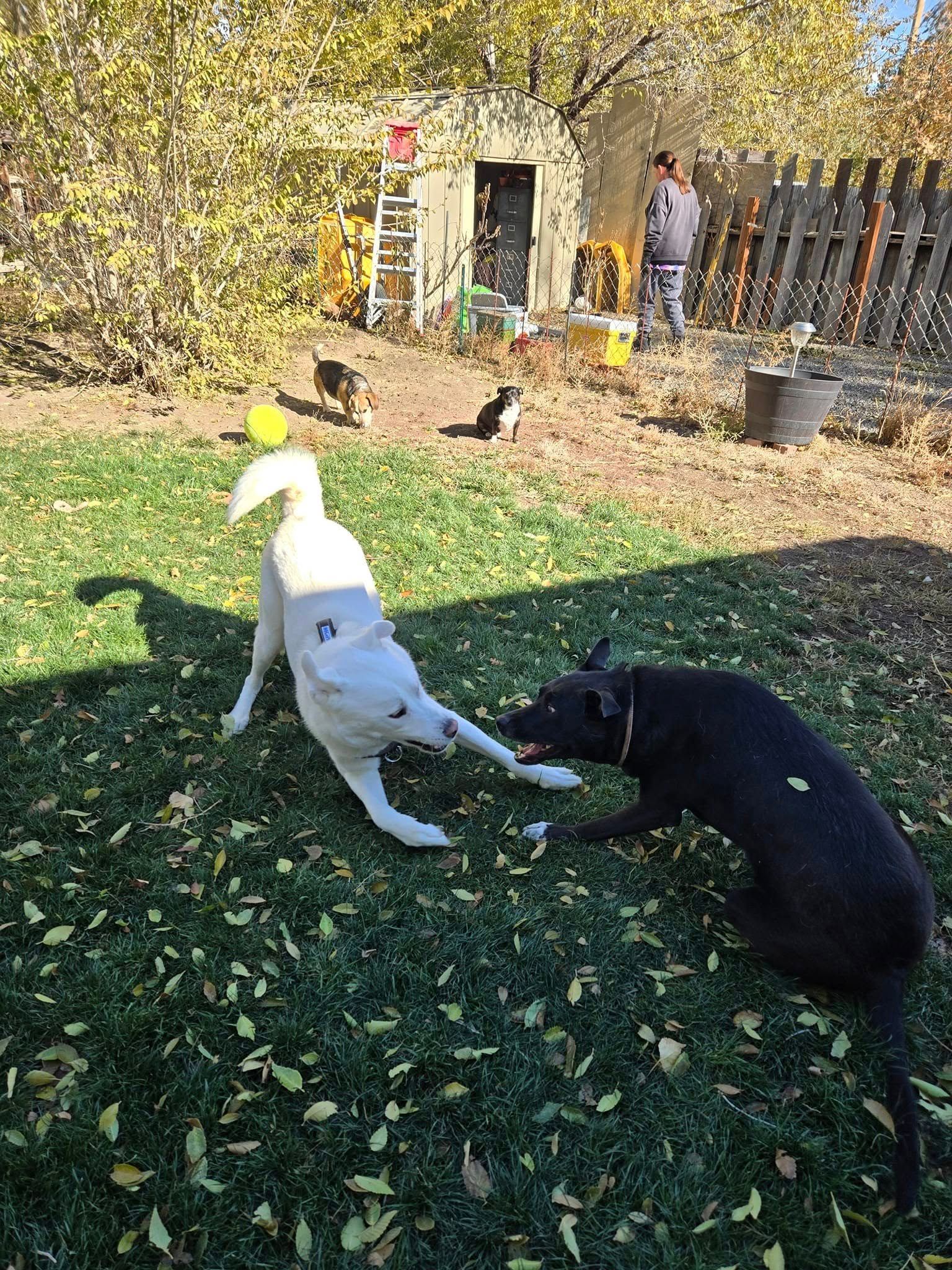 Two dogs playing with a ball in a backyard, one white, one black. Man in background.