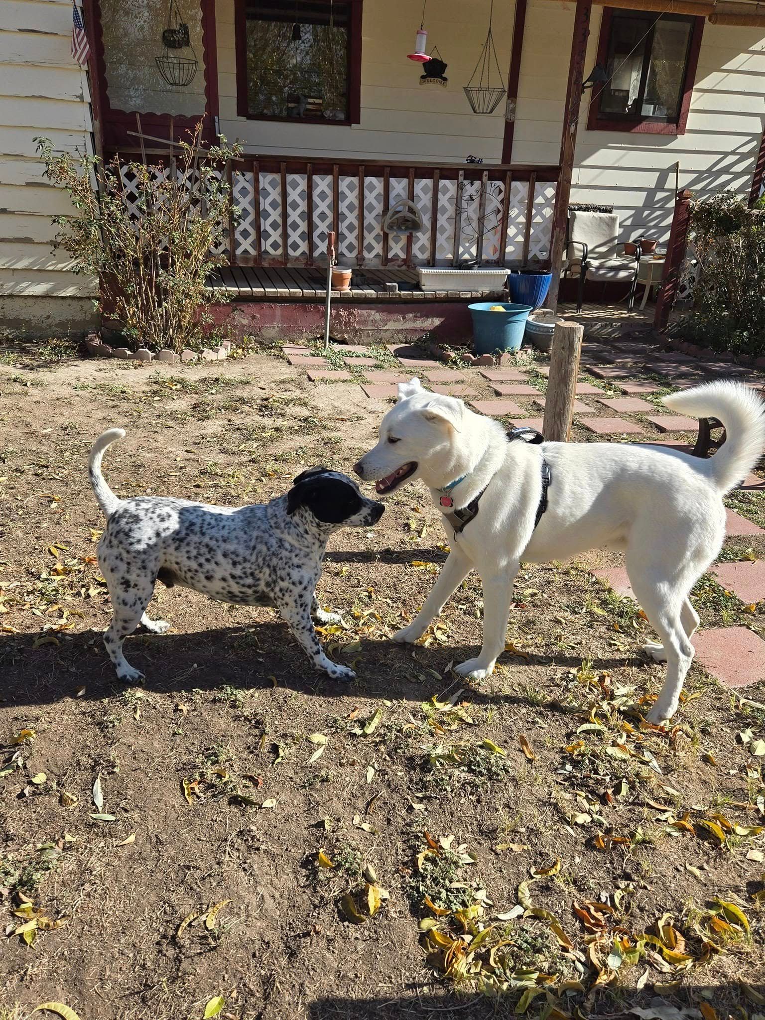 Two dogs play in a yard. One white, one spotted. Brown leaves and a house are in the background.