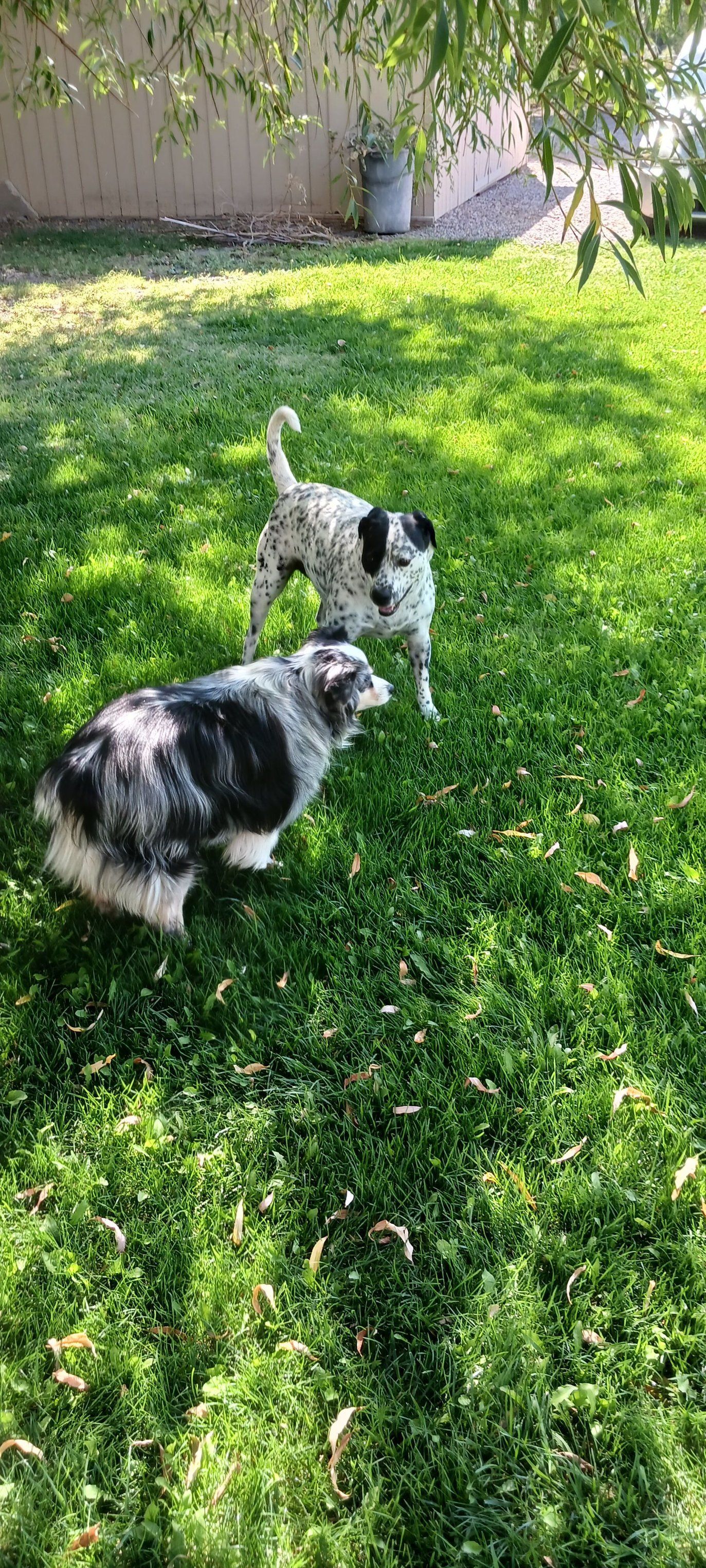 Two dogs playing in a grassy backyard. One spotted, one with blue merle fur.