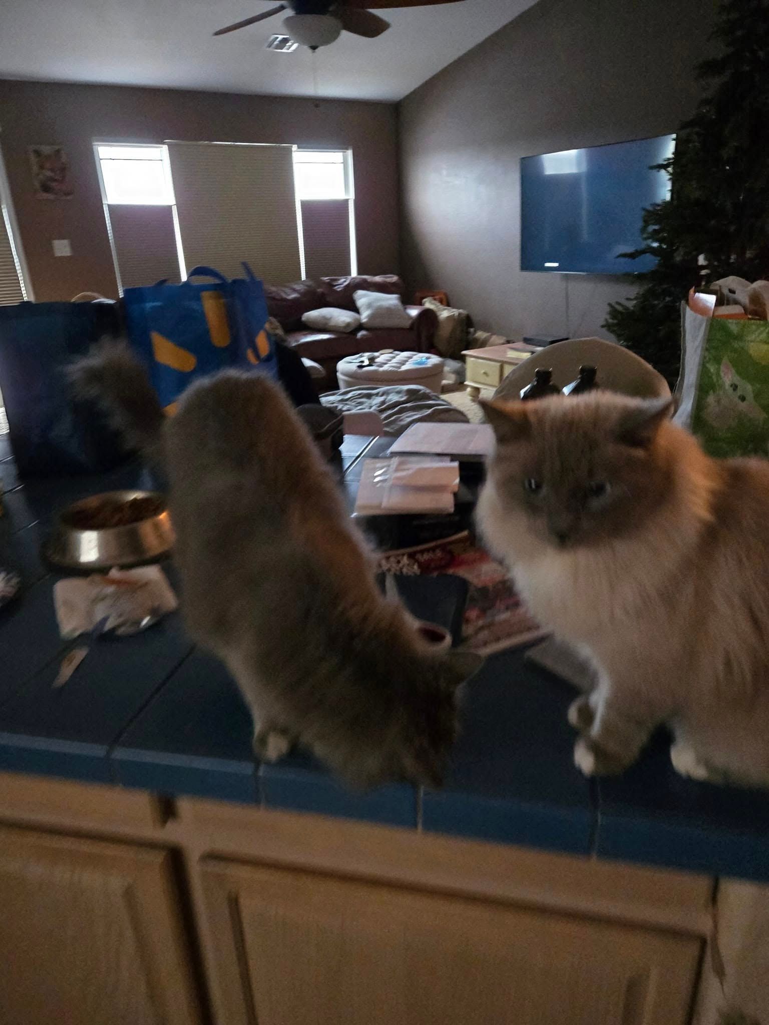 Two fluffy cats on a countertop, one looking down, the other facing forward. Messy living room in background.