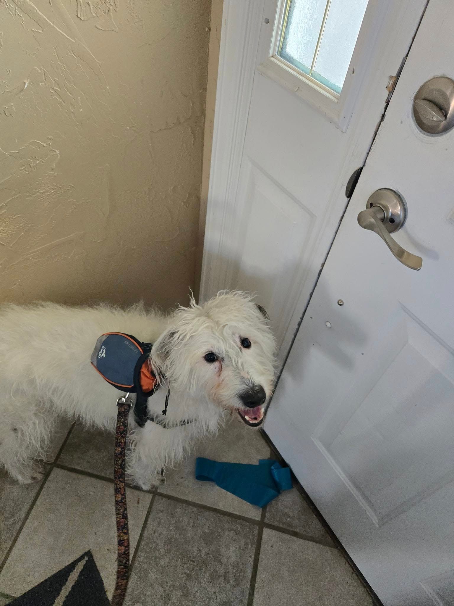 White dog on a leash inside, near a white door, looking up with a slight smile.