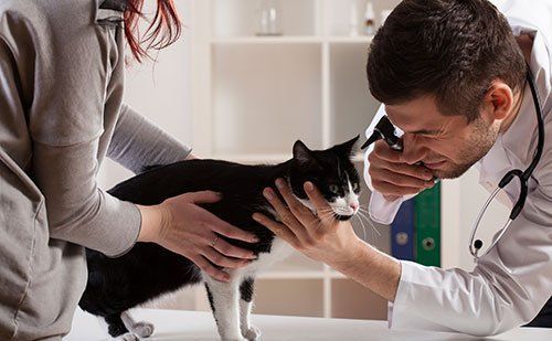 A veterinarian uses an otoscope to examine the ear of a black and white cat held by a person in a clinic.